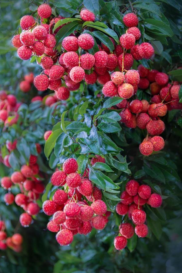 廣東農(nóng)業(yè)科技園種植荔枝