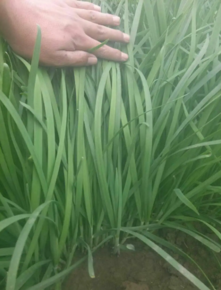 韭菜成熟