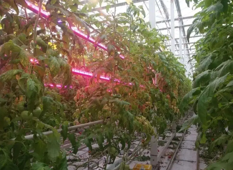 番茄種植大棚