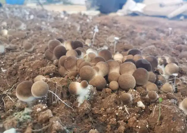 草菇種植