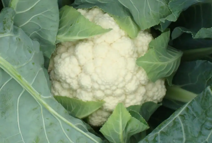靈活水肥管理，培育優(yōu)質(zhì)菜花