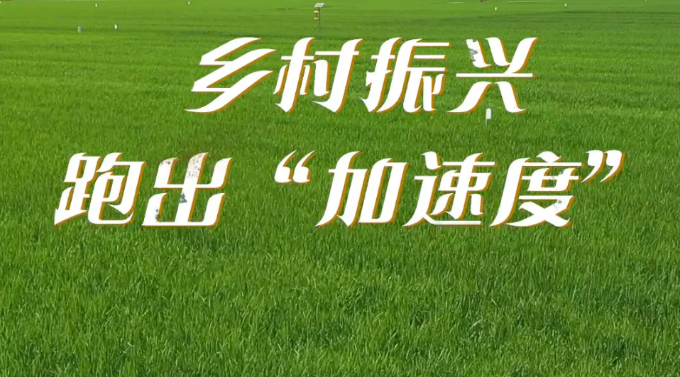 讓特色產(chǎn)業(yè)成為鄉(xiāng)村振興助推器