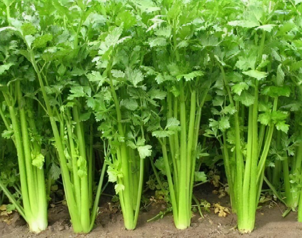 芹菜種植技術和管理方法