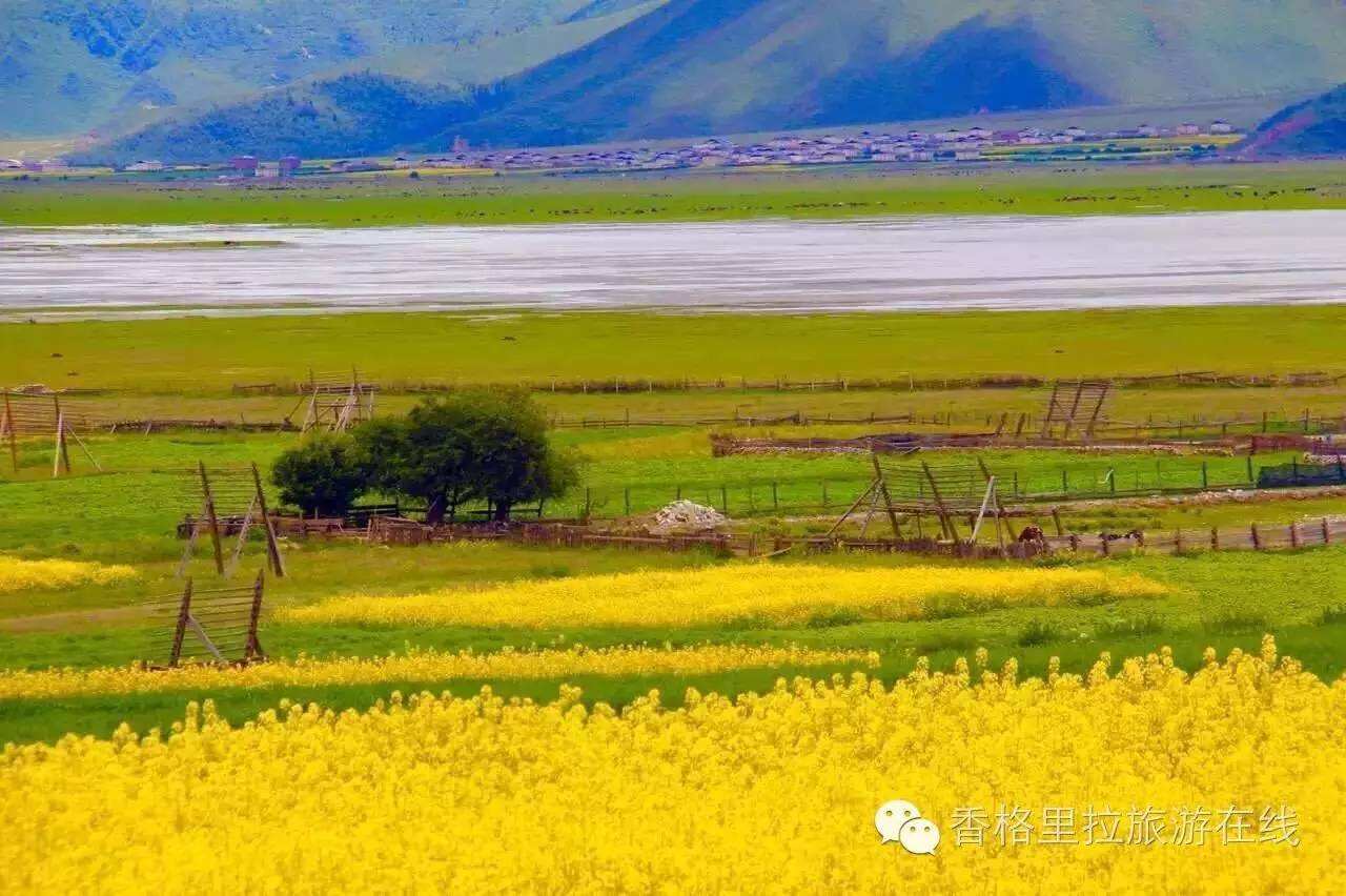 香格里拉市做優(yōu)高原特色農(nóng)產(chǎn)品