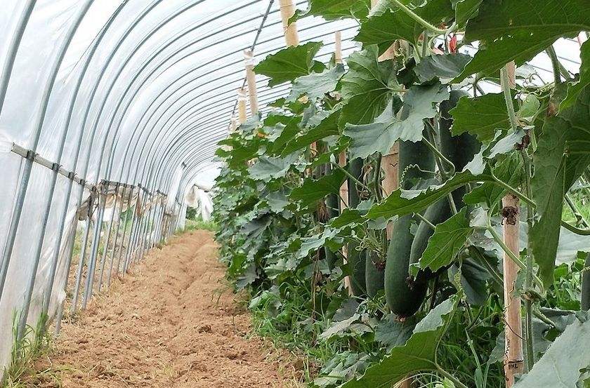 冬瓜種植大棚