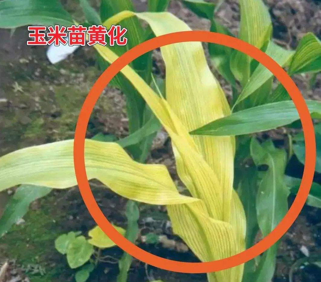 玉米苗發(fā)黃的補救方法