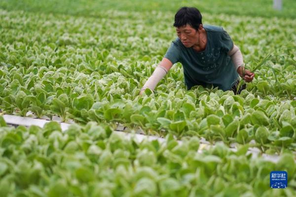 工人在海門現(xiàn)代農(nóng)業(yè)產(chǎn)業(yè)示范園內(nèi)一家蔬菜加工公司生產(chǎn)線上工作