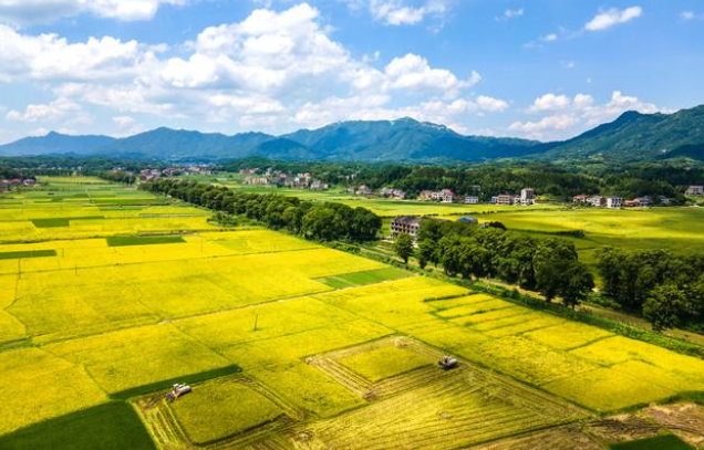 雙峰縣荷葉鎮(zhèn)清泉村，農(nóng)民駕駛收割機(jī)收割早稻