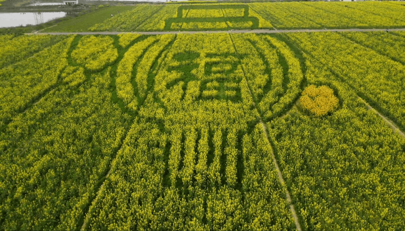 順義區建成4200余塊數字菜田