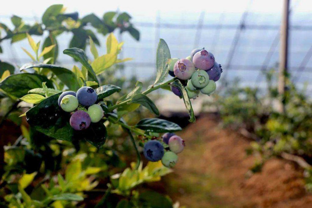 藍(lán)莓種植大棚