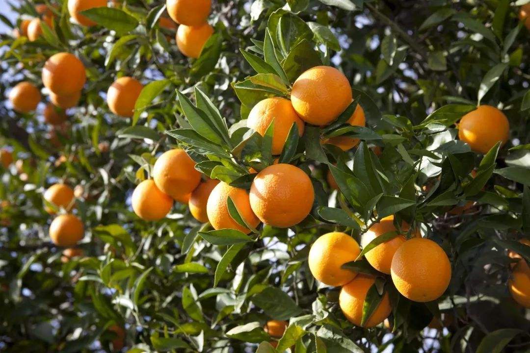 春季結果橙的水肥管理要點