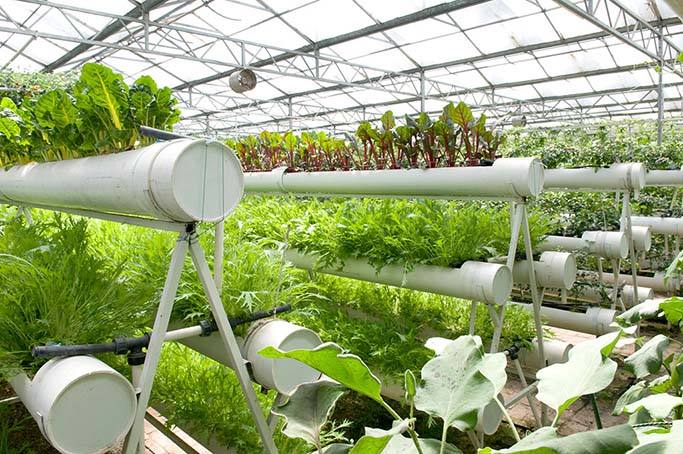 蔬菜設施栽培如何調控環境