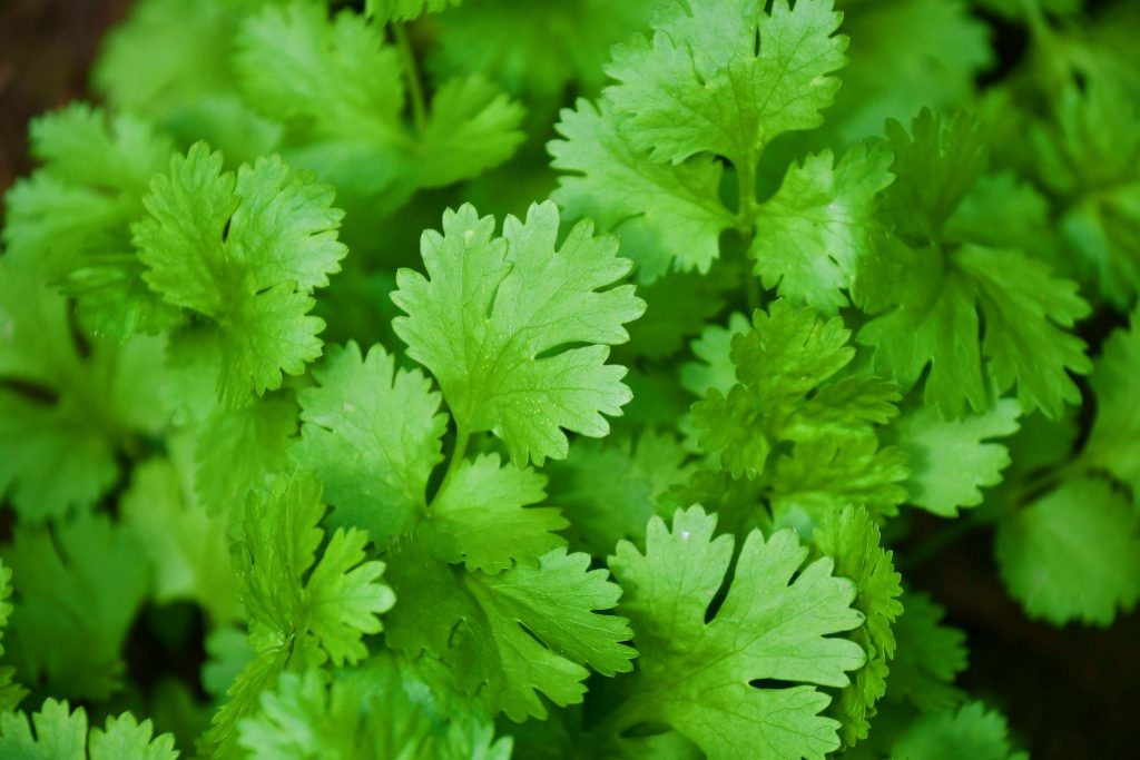 香菜種植
