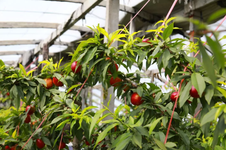 桃樹(shù)種植大棚