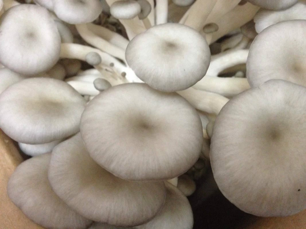 食用菌細(xì)菌性病害的防治