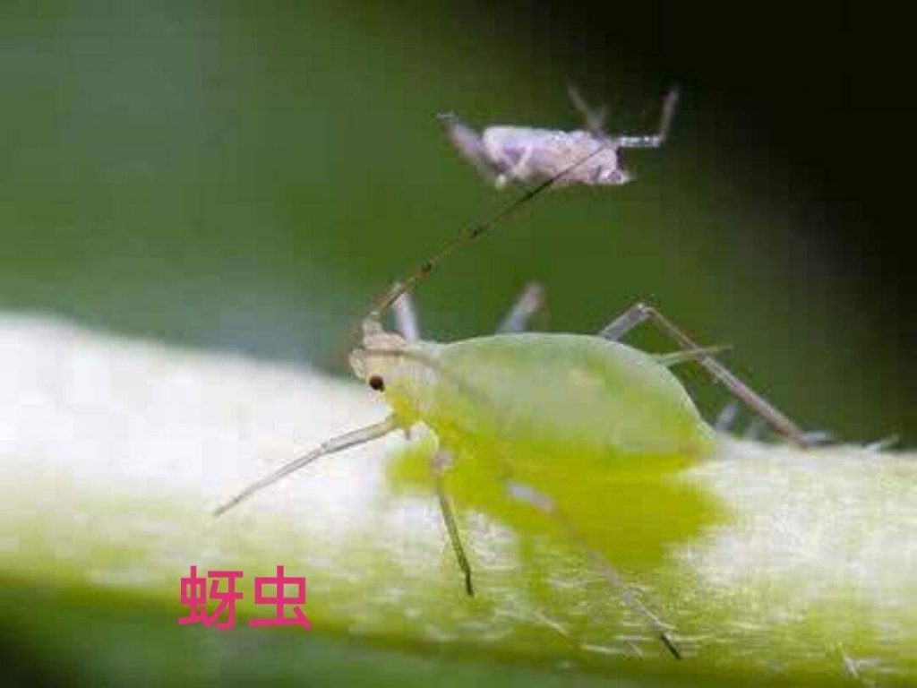 玉米蚜蟲