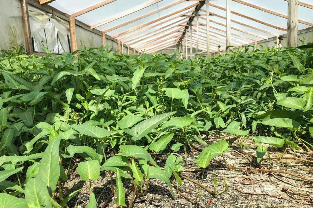冬季空心菜大棚的種植技術(shù)要點