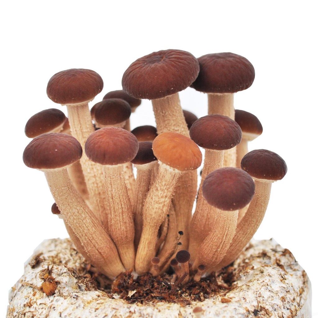 茶樹(shù)菇種植