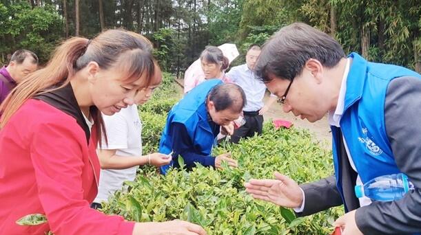 農業專家為當地茶葉種植戶提供現場技術指導和咨詢