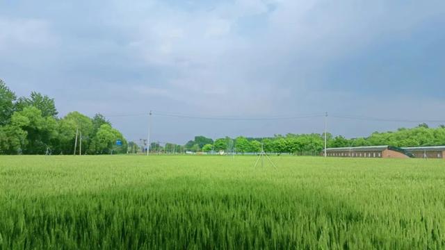 三夏期間，加強(qiáng)田間水肥管理，做好技術(shù)服務(wù)，加強(qiáng)田間管理。