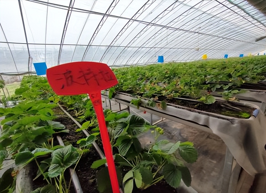 波特拉品種在7月中旬就可以進(jìn)行采收