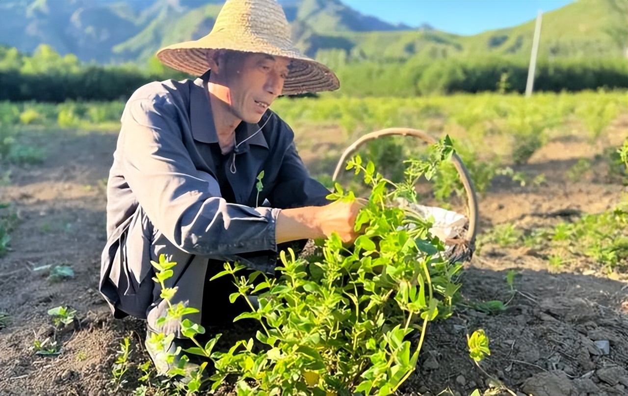 延慶區千家店鎮菜木溝村金銀花種植專管員劉雪飛