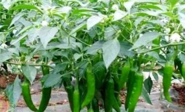 辣椒在茁壯成長(zhǎng)
