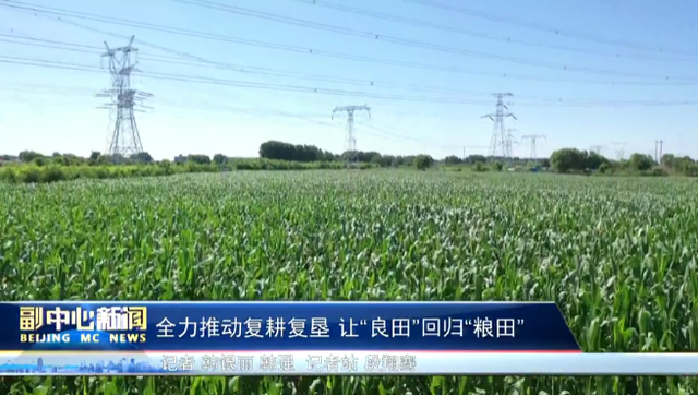 通州區漷縣鎮吳營村的一片農田里，綠油油的玉米長勢喜人