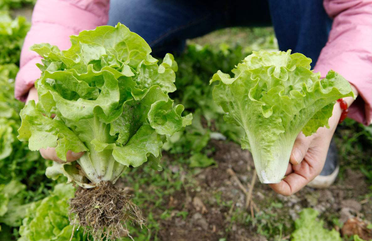生菜的種植及移栽技術(shù)