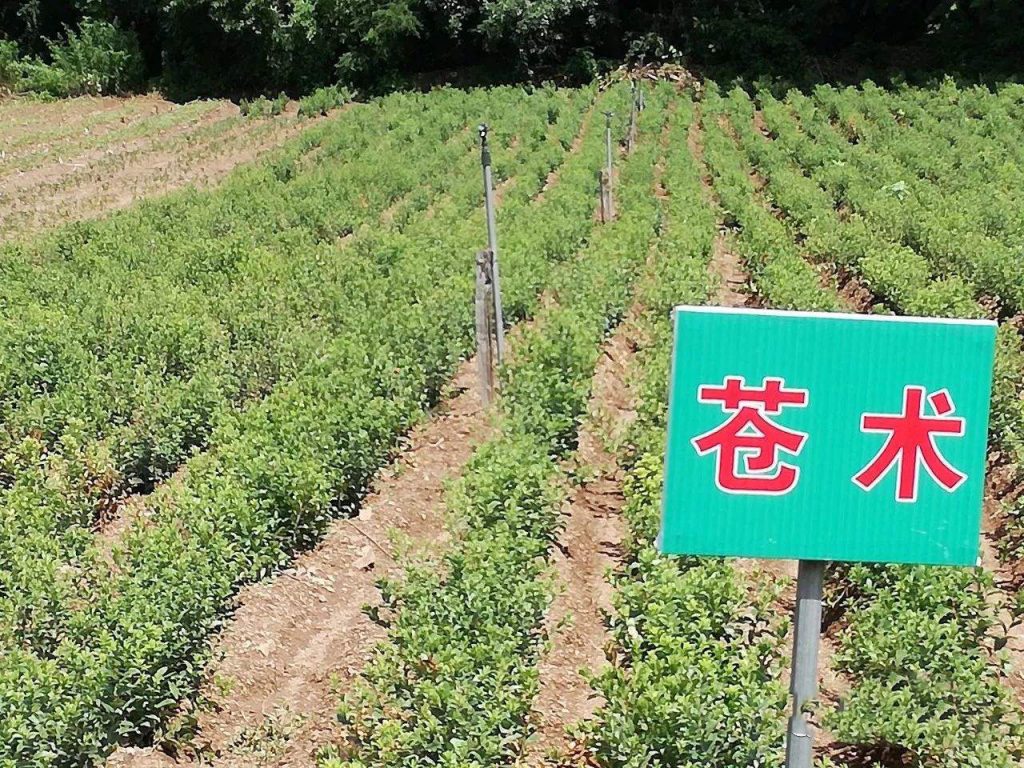 蒼術(shù)種植