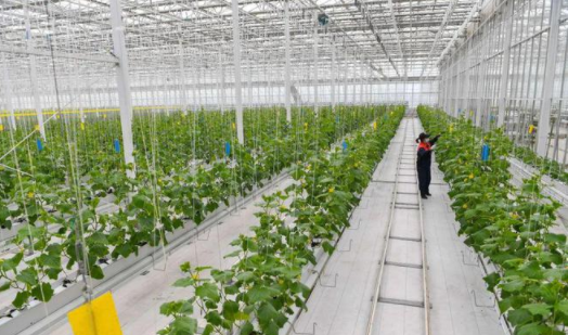智慧農業-通過技術應用，使傳統農業更具有“智慧”