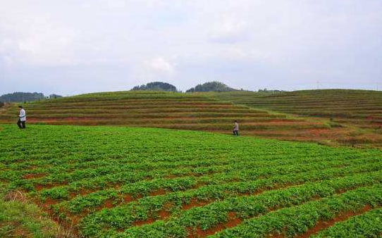 木耳村黨建引領(lǐng)發(fā)展富民產(chǎn)業(yè)只是木耳鄉(xiāng)推行“宕昌模式”、培育富民產(chǎn)業(yè)的一個(gè)縮影