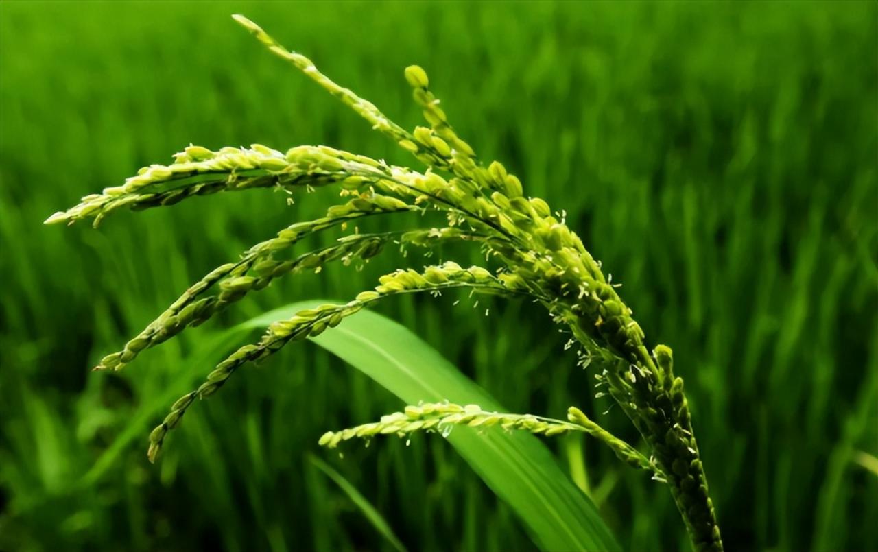 一望無邊稻穗蓬，碧波滾滾蕩秋風(fēng)