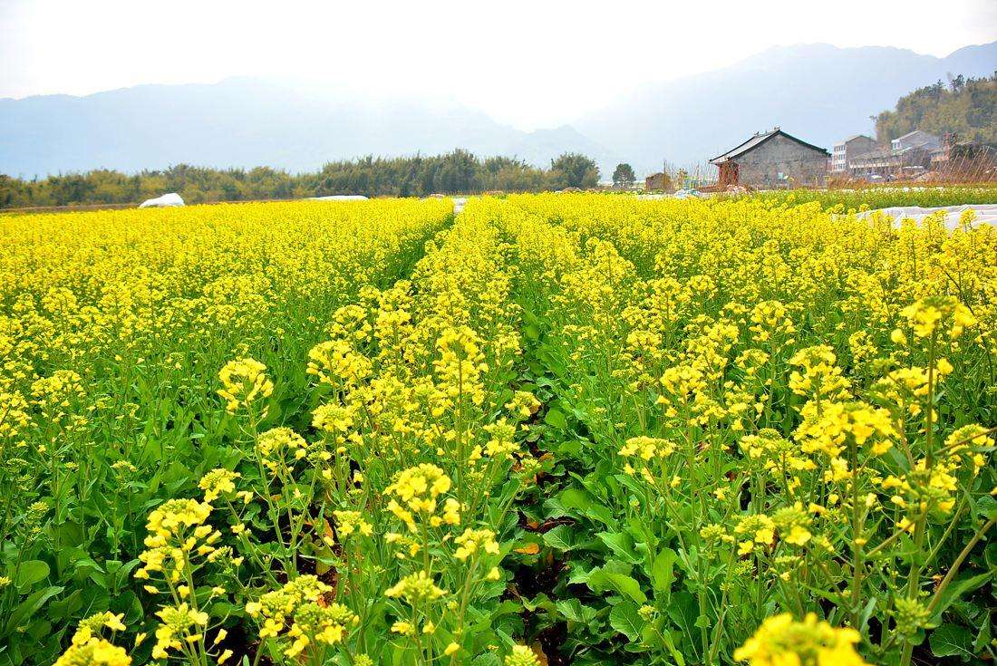 如何施肥能促進油菜早發苗