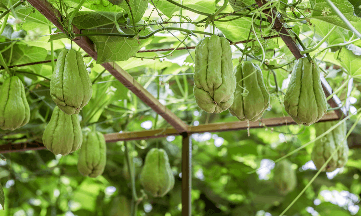 大棚佛手瓜的種植技術(shù)