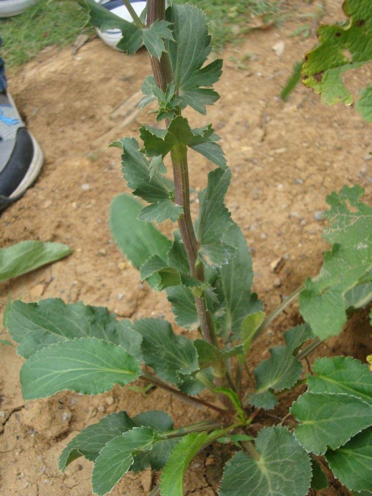 續斷種植