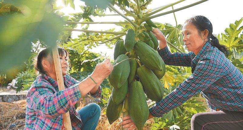 重慶石柱：滿樹盡是“致富果” 木瓜產業助力鄉村振興