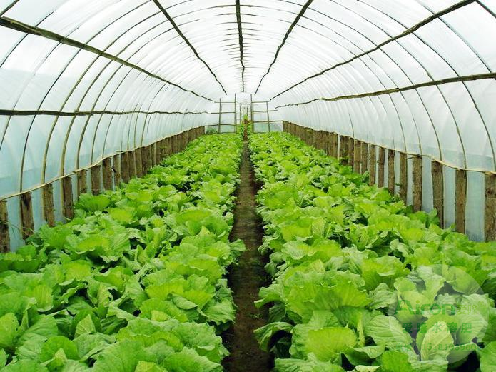夏季設施蔬菜的病蟲害防治措施