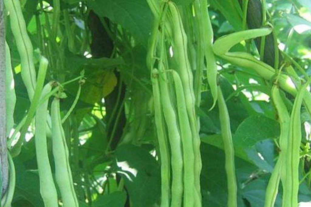 豆角種植