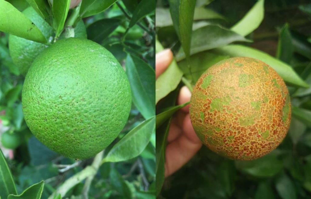 柑橘沙皮病