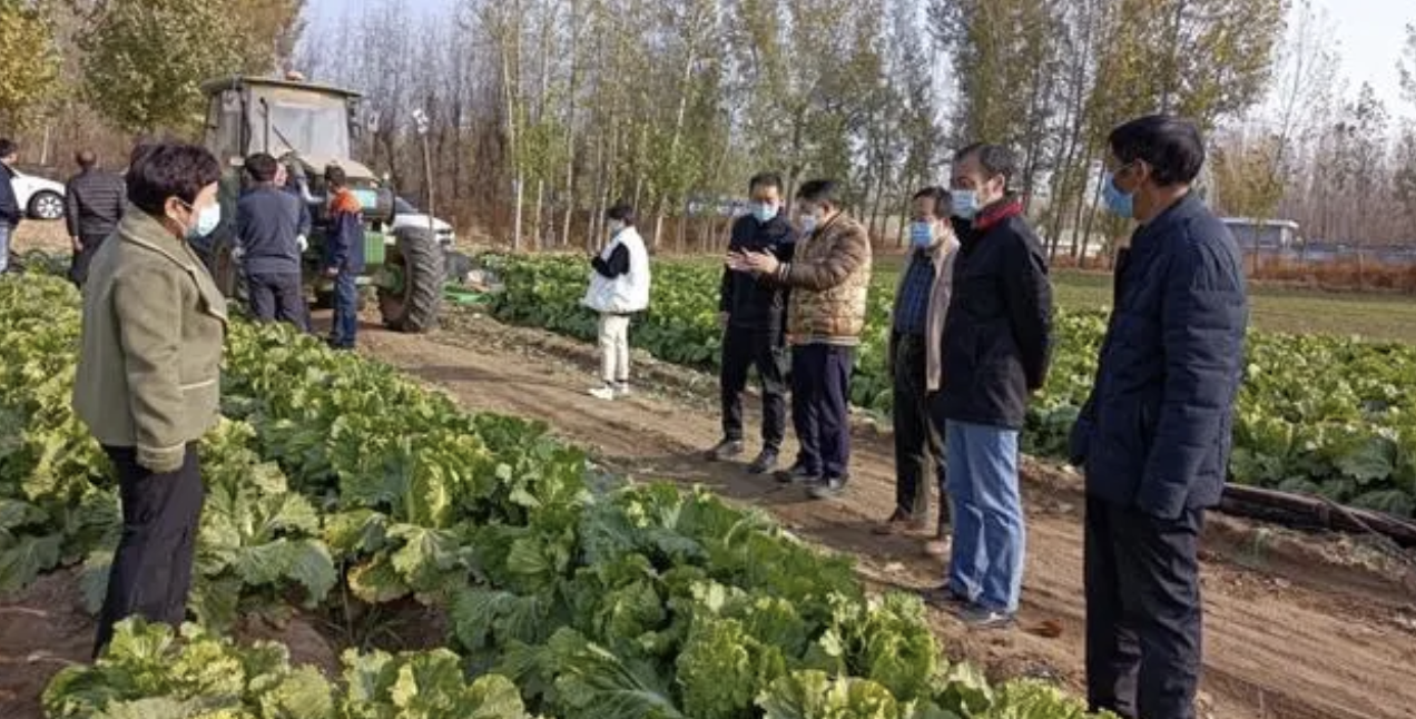 蔬菜收獲機，農業機械化