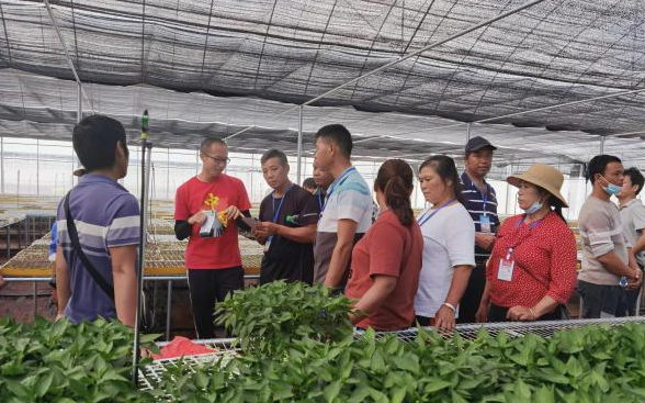 云南思茅區高素質農民蔬菜種植技術培訓班開到田間地頭