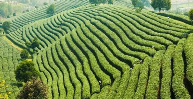茶葉種植