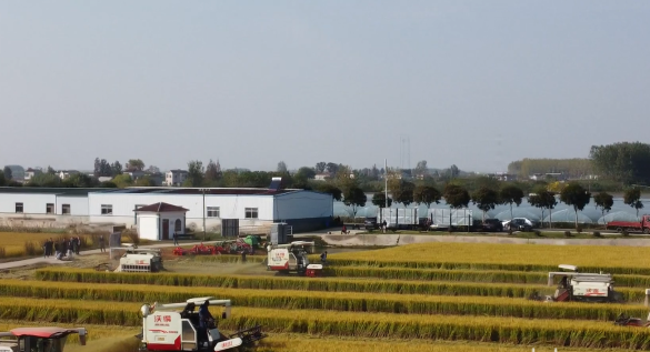 機(jī)收減損大比武 搶抓農(nóng)時(shí)收水稻