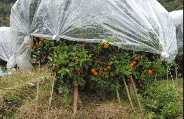 廣西推廣柑橘樹冠覆膜技術560萬畝