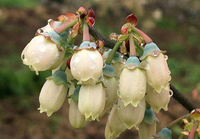 藍(lán)莓開花期
