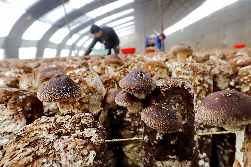食用菌種植的六種省工節本方法