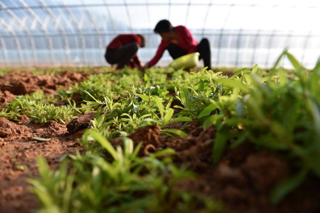 野菜大棚種植管理重點(diǎn)