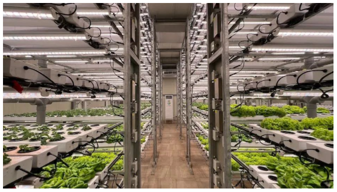 中國智能LED植物工廠高新農業(yè)技術