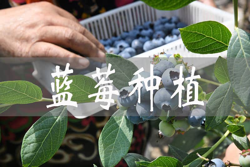 種藍莓的適宜溫度